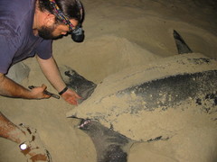 Dermochelys coriacea