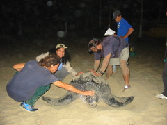 Dermochelys coriacea