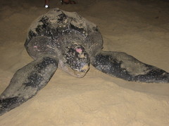 Dermochelys coriacea