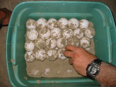 Dermochelys coriacea