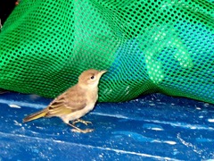 Setophaga petechia obscura