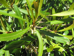 Pouteria salicifolia