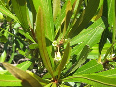 Pouteria salicifolia