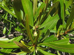 Pouteria salicifolia
