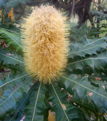 Banksia dentata