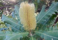 Banksia dentata