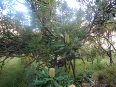 Banksia dentata