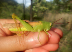 Adlappa erythroptera