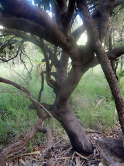 Banksia dentata