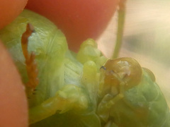 Adlappa erythroptera
