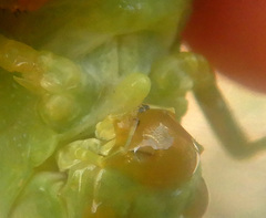 Adlappa erythroptera