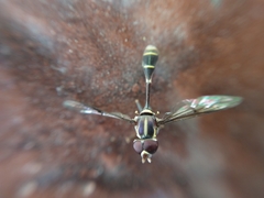 Eosalpingogaster