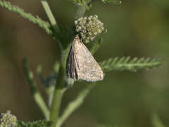 Evergestis frumentalis