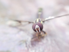 Eosalpingogaster