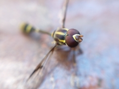 Eosalpingogaster