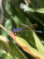 Argia serva