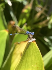 Argia serva