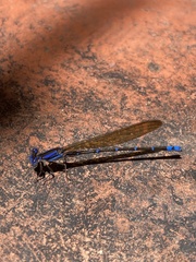 Argia serva