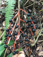 Chamaedorea radicalis