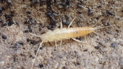 Coletinia