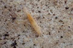 Coletinia