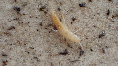 Coletinia