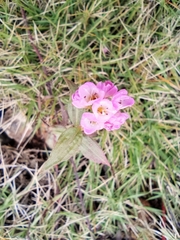 Polygonum criopolitanum
