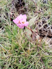 Polygonum criopolitanum