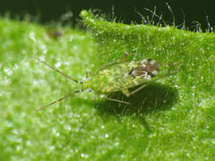 Macrotylus atricapillus