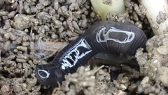 Microplana terrestris