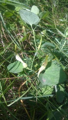 Aristolochia pallida