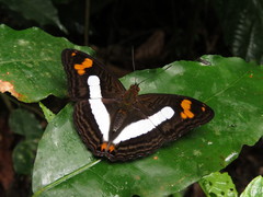 Adelpha malea fundania