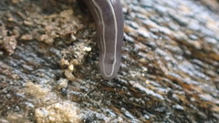 Microplana terrestris