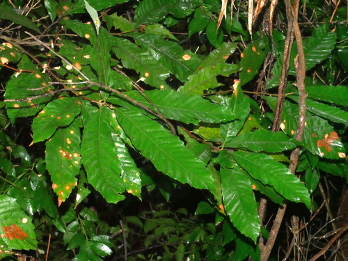 Image of Castanopsis indica by (c) Jacy Chen, some rights reserved (CC BY)