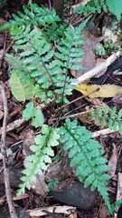 Asplenium lamprophyllum