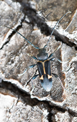 Calydon submetallicum