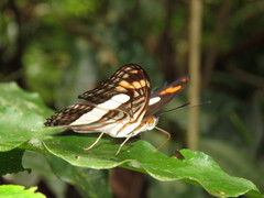 Adelpha malea fundania