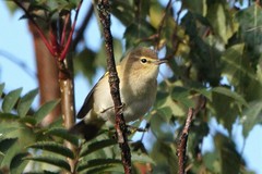 Phylloscopus collybita