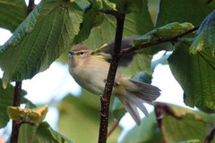 Phylloscopus collybita