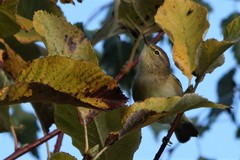 Phylloscopus collybita