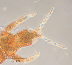 Haplothrips