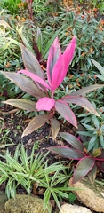 Cordyline fruticosa