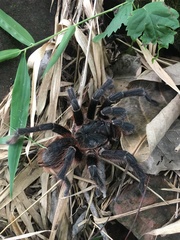 Acanthoscurria
