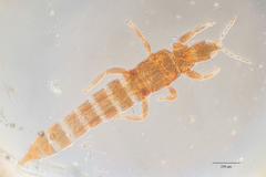 Haplothrips