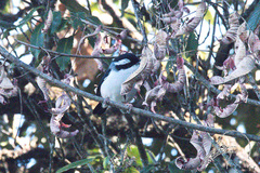Pteruthius aeralatus validirostris