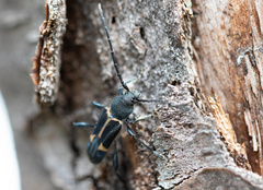 Calydon submetallicum