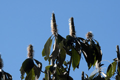 Leucosceptrum canum