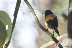 Aethopyga nipalensis