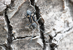 Calydon submetallicum