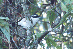 Pteruthius aeralatus validirostris
